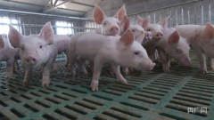 <b>绘就“三农”新画卷 奏响村落复兴丰收曲</b>